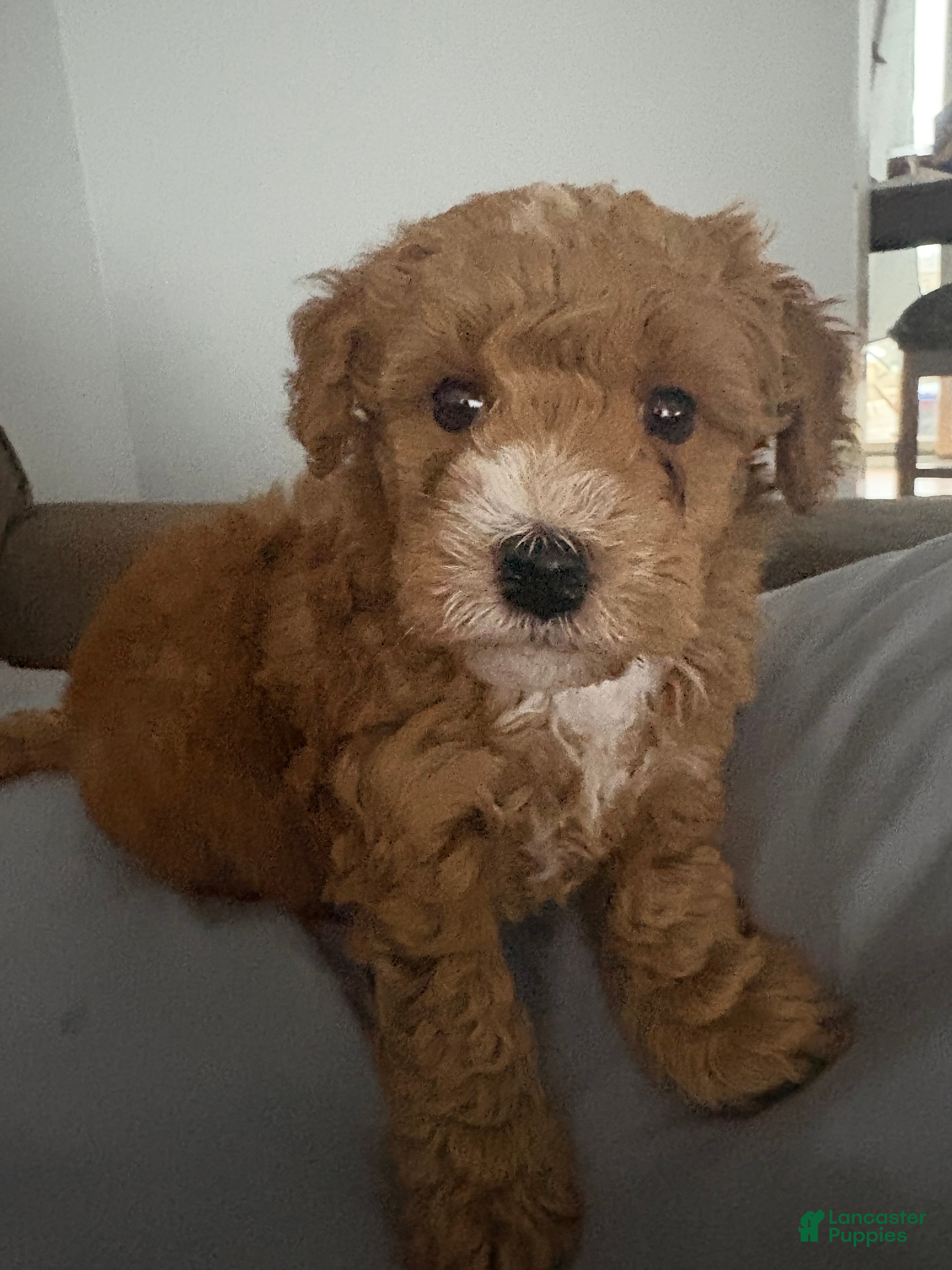 Goldendoodle dogs Goldendoodle Puppy 1 - Ad 22