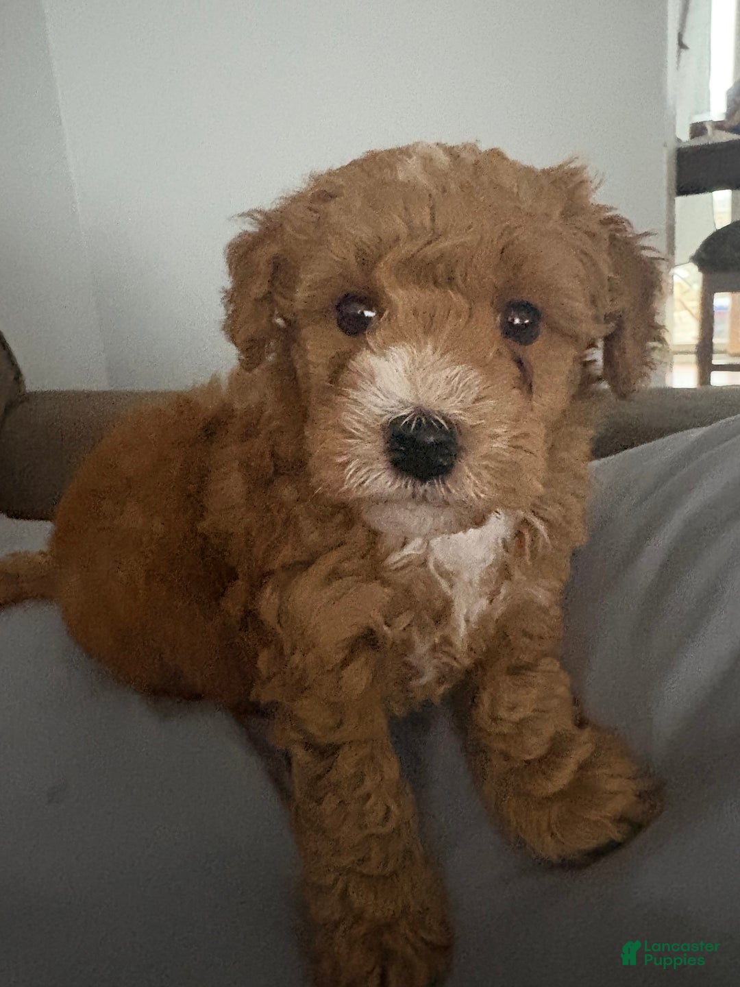Goldendoodle dogs for sale: Goldendoodle Puppy 1 - Ad 1