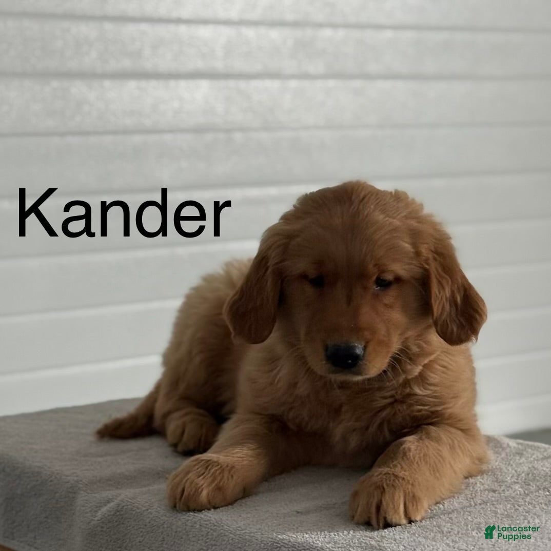 Golden Retriever dogs Kander - Ad 1