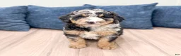 Mini Bernedoodle dogs for sale: Haylie - Ad 1