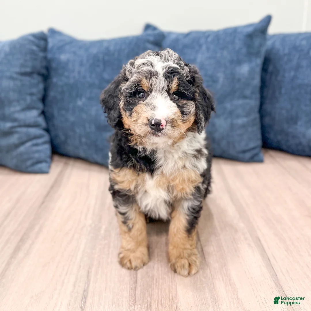Mini Bernedoodle dogs for sale: Haylie - Ad 1