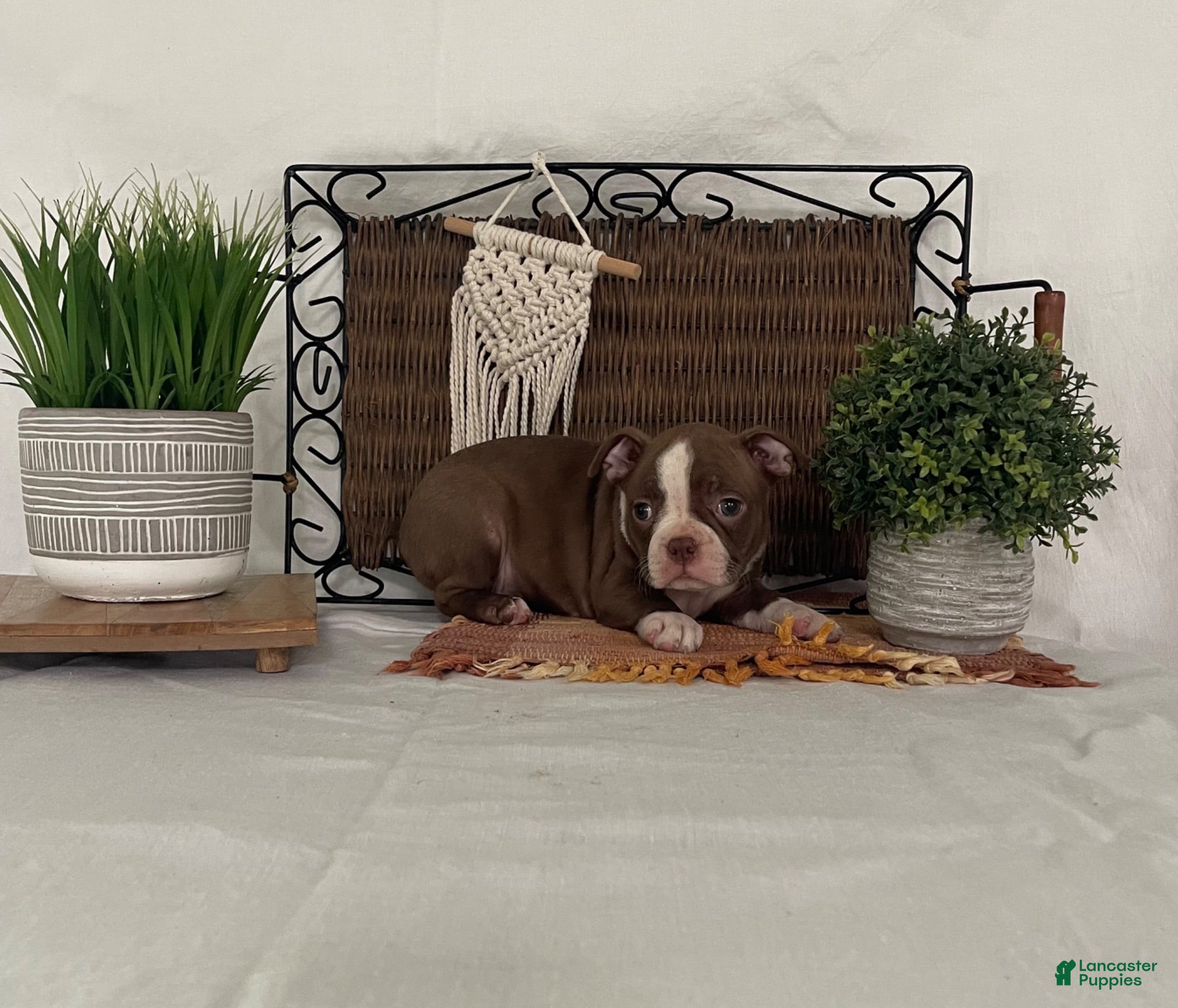 Boston Terrier dogs Donna - Ad 2