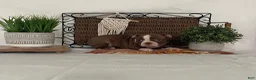 Boston Terrier dogs for sale: Donna - Ad 2