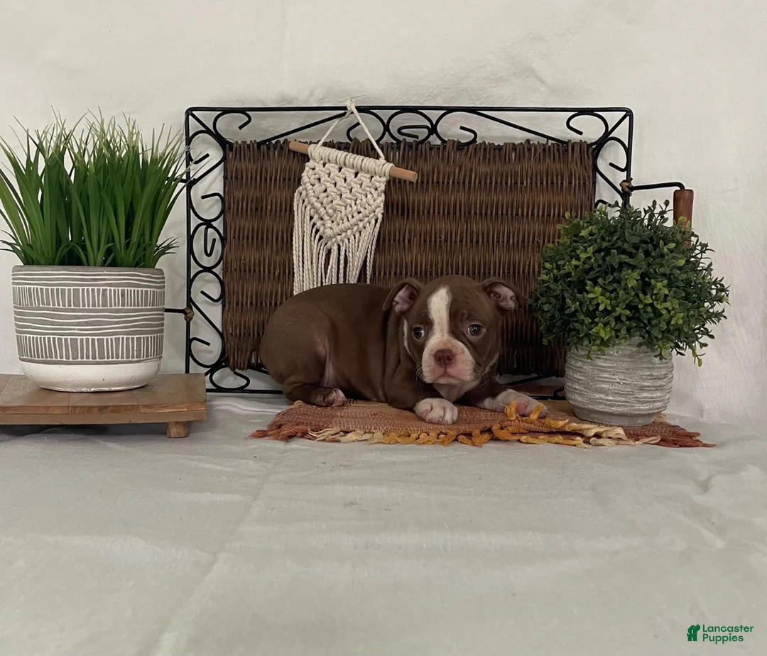 Boston Terrier dogs for sale: Donna - Ad 2