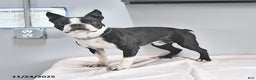 Boston Terrier dogs for sale: Archie - Ad 7