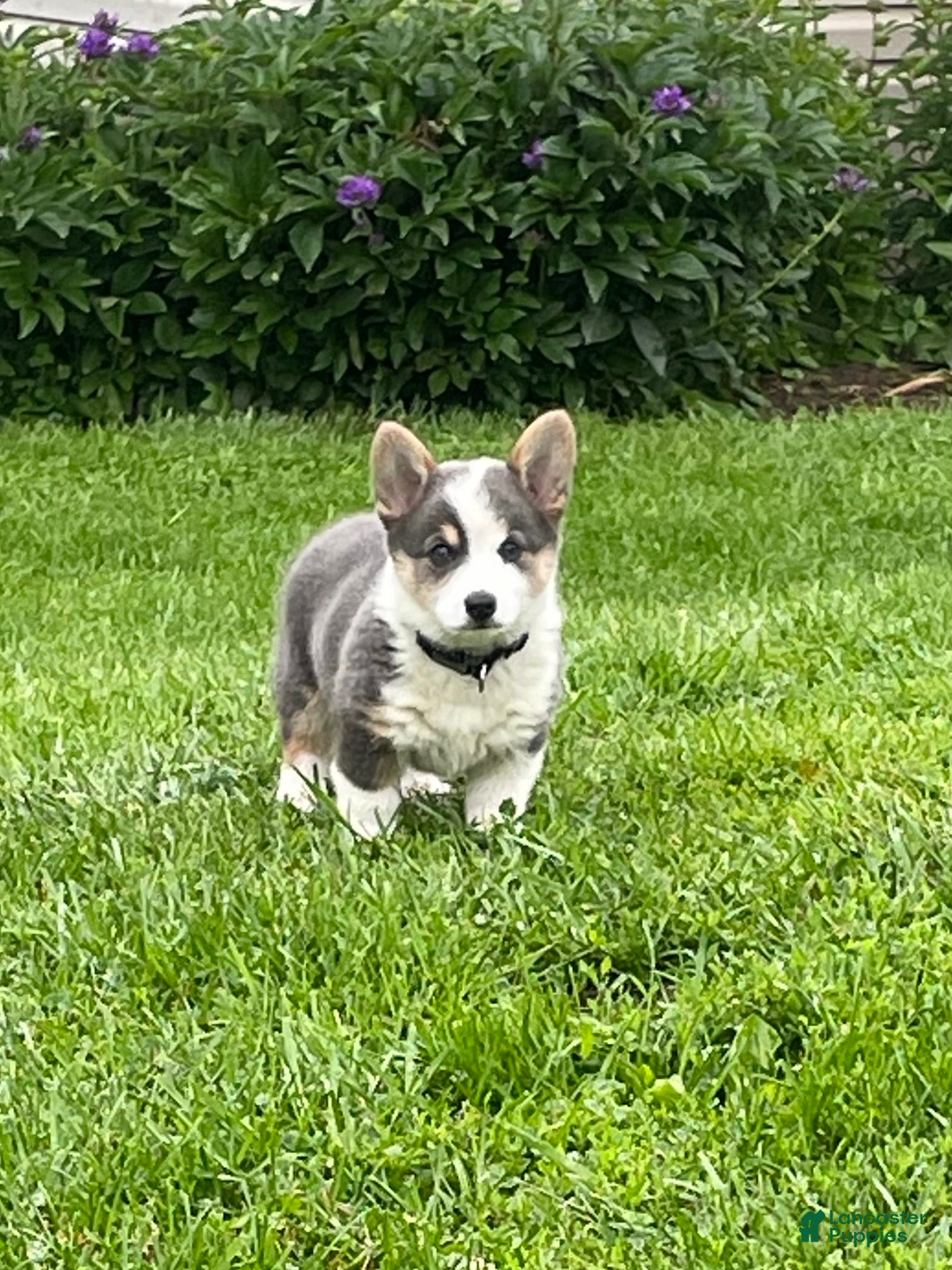 Welsh Corgi Pembroke dogs Duchess - Ad 1
