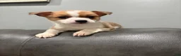 Mixed Breed dogs for sale: Mixed breed - Ad 2
