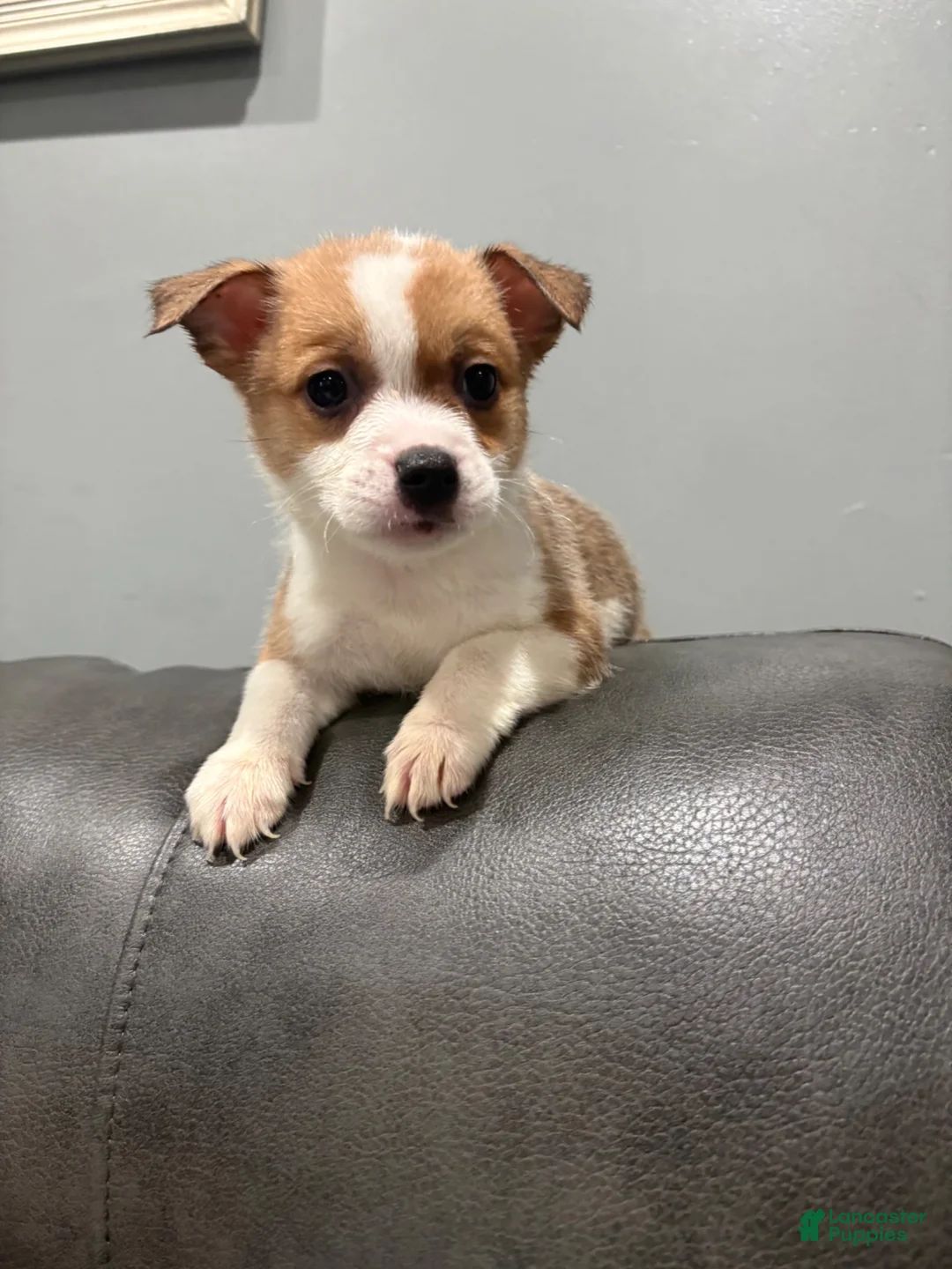 Mixed Breed dogs for sale: Mixed breed - Ad 2