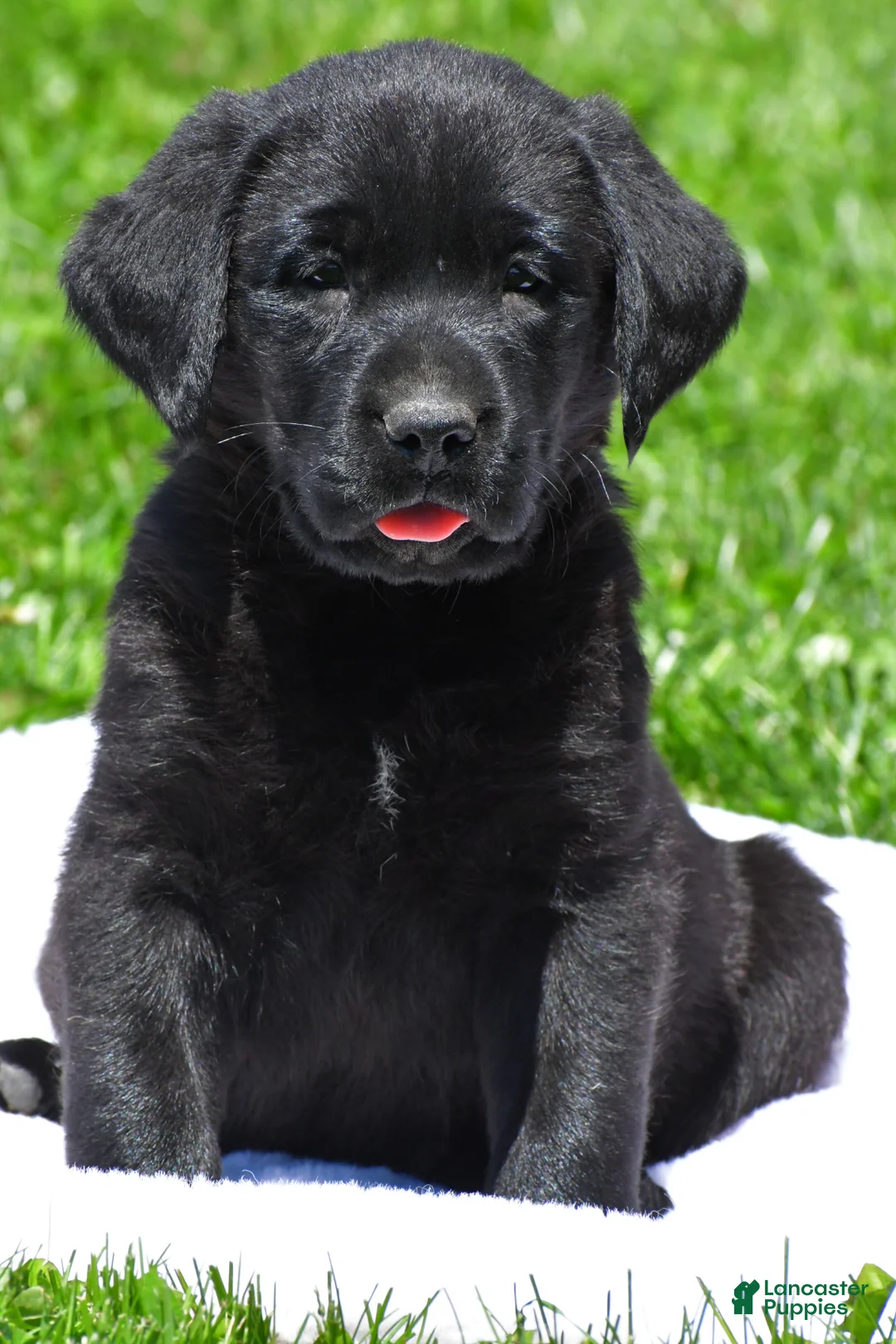Labrador Retriever dogs for sale: Petey - Ad 1