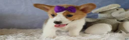 Welsh Corgi Pembroke dogs for sale: Zoey 🌸 - Ad 2