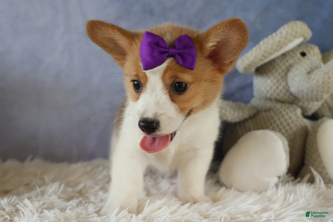 Welsh Corgi Pembroke dogs for sale: Zoey 🌸 - Ad 2