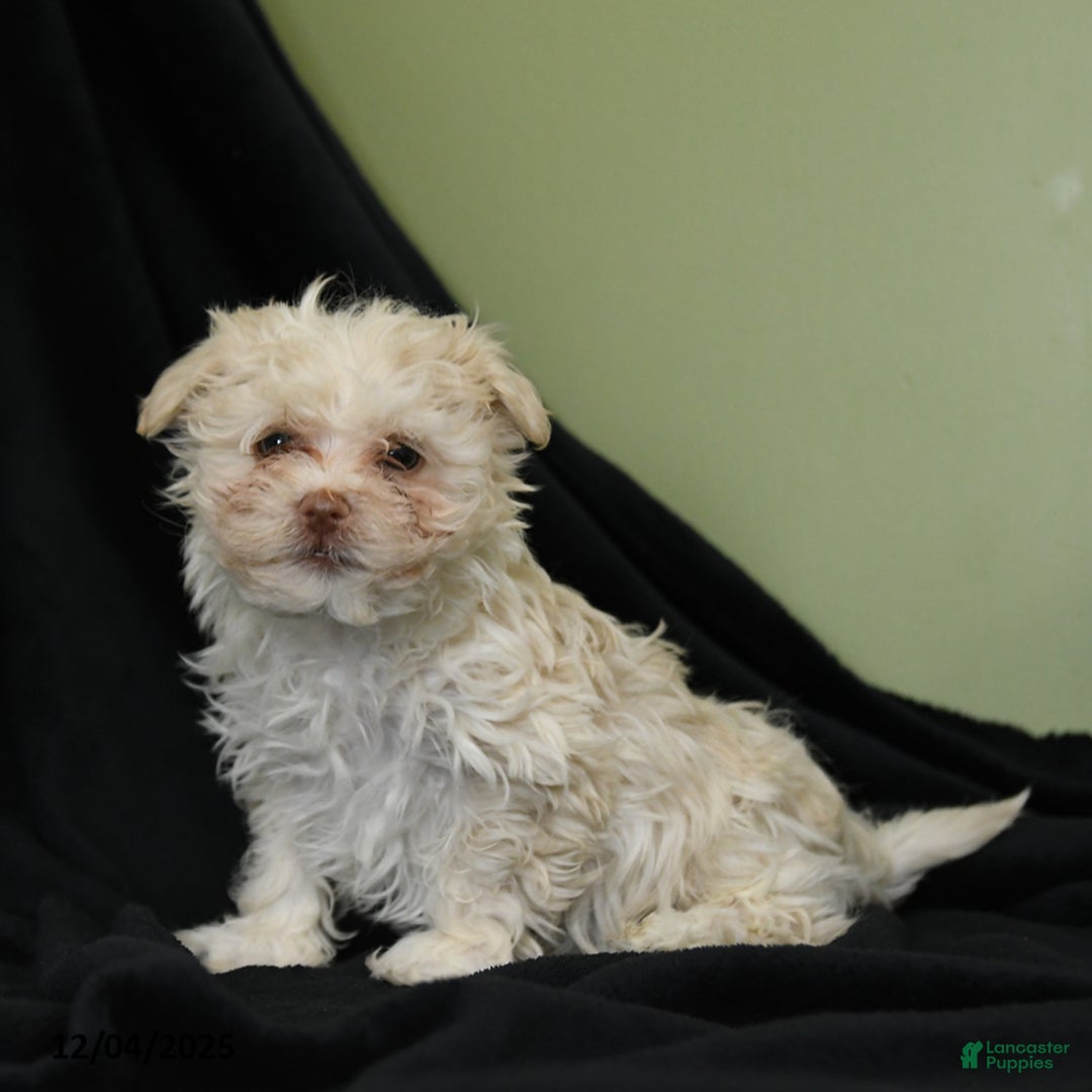 Havanese dogs for sale: Dorian - Ad 3