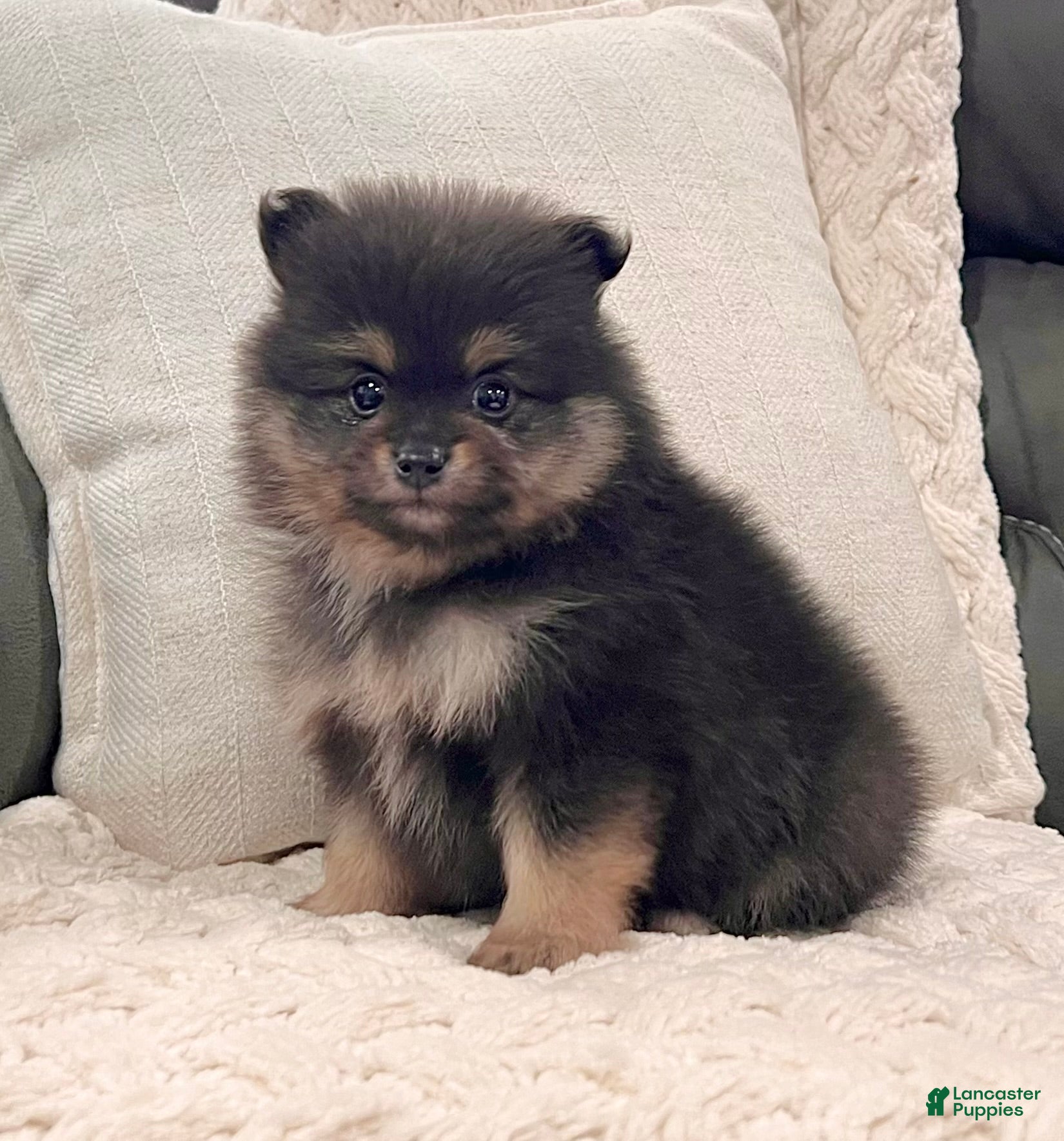 Pomeranian dogs for sale: Finn - Ad 1