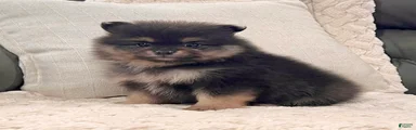 Finn