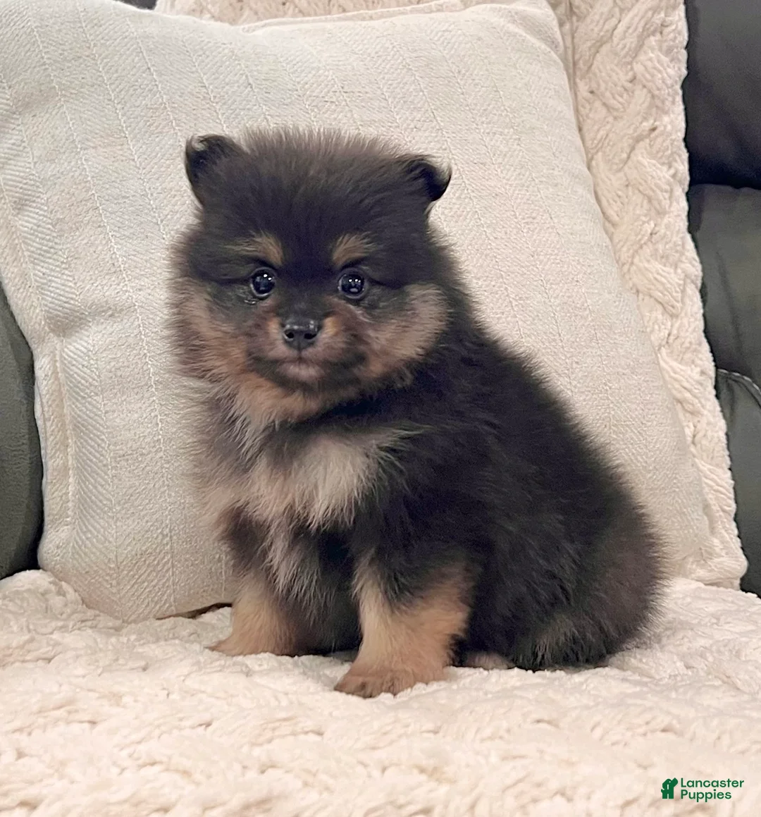 Pomeranian dogs for sale: Finn - Ad 1