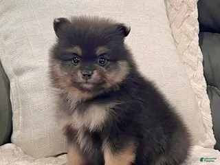 Pomeranian dogs Finn - Ad 1
