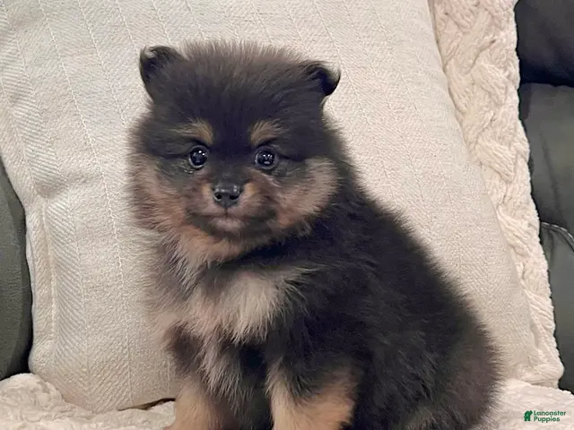 Pomeranian dogs for sale: Finn - Ad 1