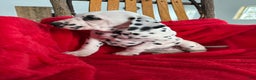 Dalmatian dogs for sale: Trinity - Ad 17