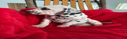 Dalmatian dogs for sale: Trinity - Ad 17