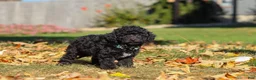 Miniature Poodle dogs for sale: Ringo🐾🐶 - Ad 6