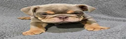 English Bulldog dogs for sale: Dick - Ad 1