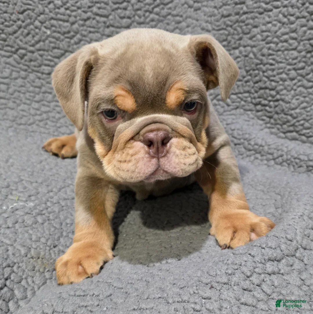 English Bulldog dogs for sale: Dick - Ad 1