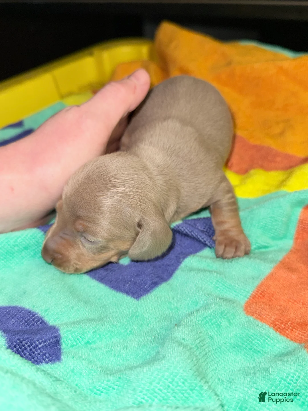 Dachshund dogs for sale: Dachshund Puppy 1 - Ad 2