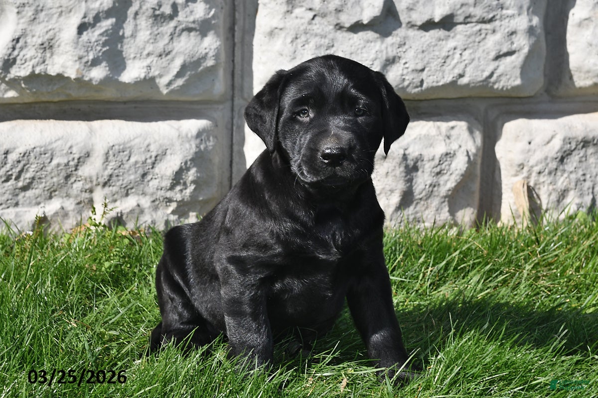 Labrador Retriever dogs Tanner - Ad 2