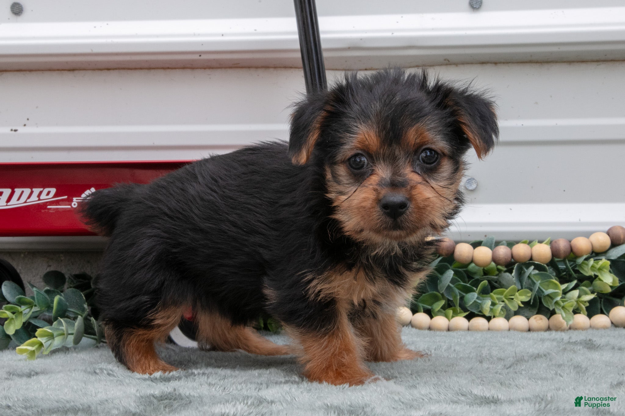 Yorkshire Terrier dogs Jackie - Ad 2