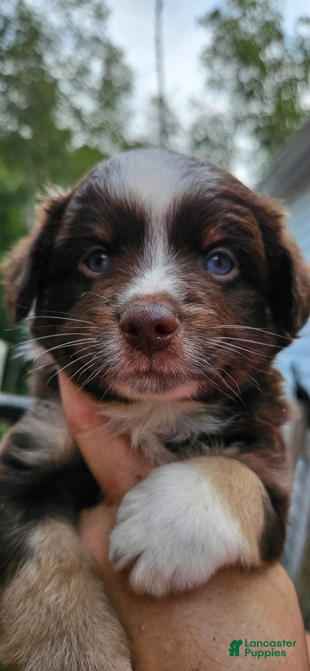 Miniature Australian Shepherd dogs for sale: Miniature Australian Shepherd 1 - Ad 2