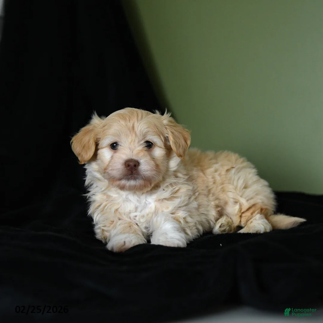 Havanese dogs for sale: Zachary - Ad 3