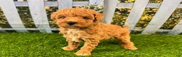 Maltipoo dogs for sale: Reba - Ad 6
