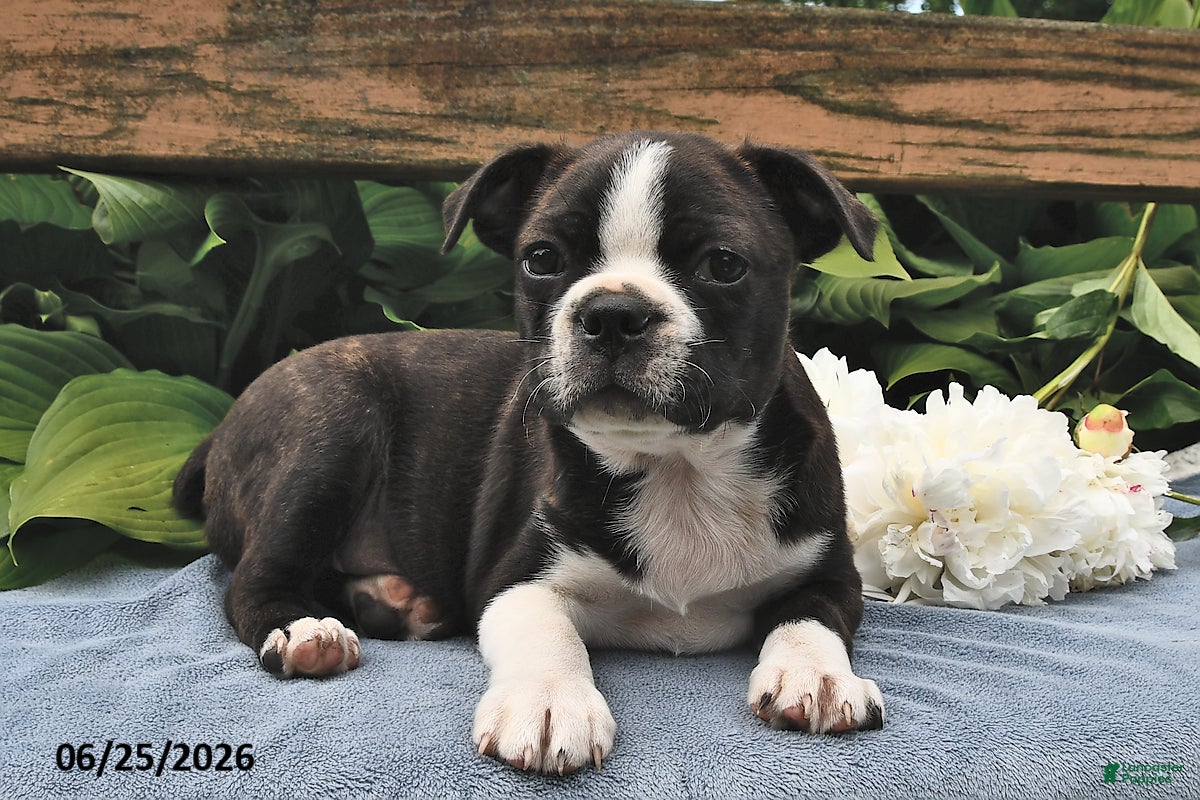 Boston Terrier dogs Ikey - Ad 1