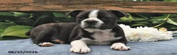 Boston Terrier dogs for sale: Ikey - Ad 1