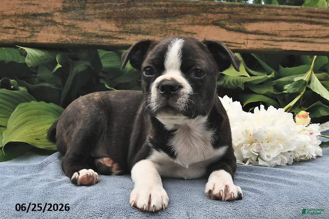 Boston Terrier dogs for sale: Ikey - Ad 1