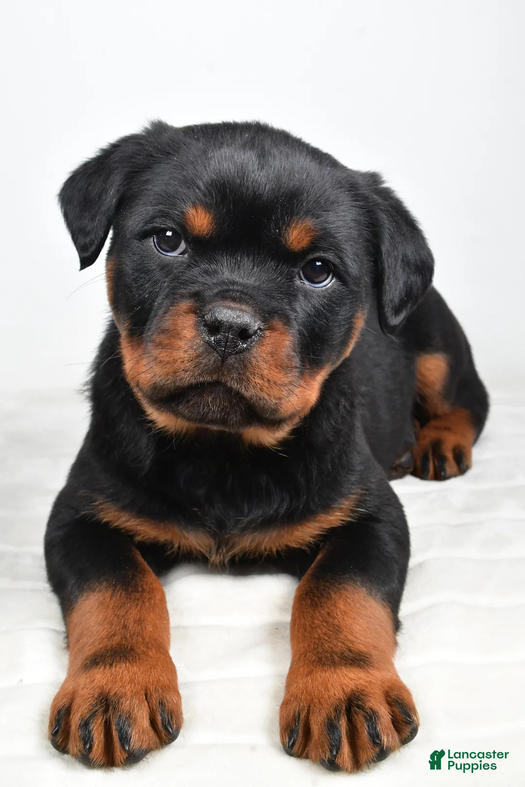 Rottweiler dogs for sale: Princess - Ad 10