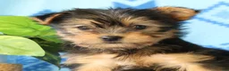 Yorkshire Terrier dogs for sale: Darcy - Ad 9