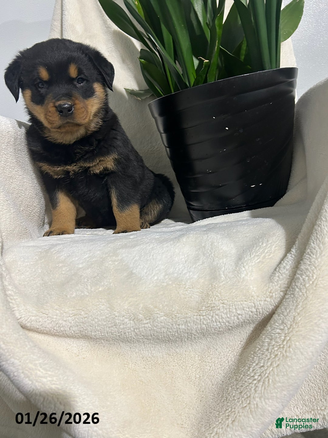 Rottweiler dogs for sale: Bella   - Ad 5