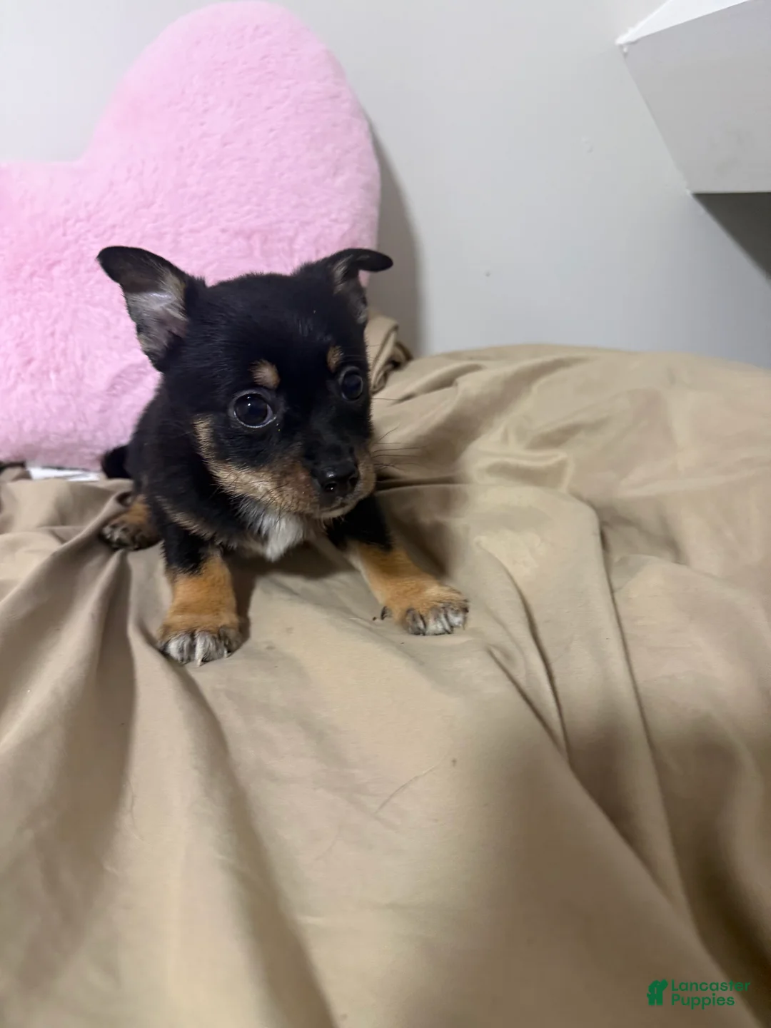 Pomchi dogs for sale: Pomchi Puppy 1 - Ad 1