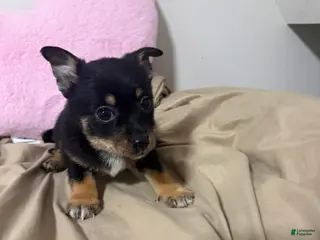 Pomchi dogs Pomchi Puppy 1 - Ad 3