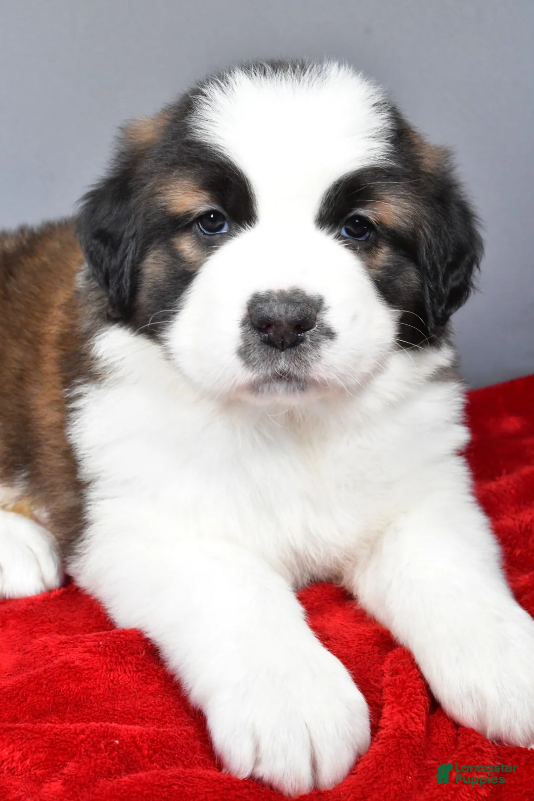 Saint Bernard dogs for sale: reese - Ad 5