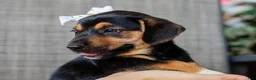 Mixed Breed dogs for sale: Adara Beagle Mix Pup - Ad 3