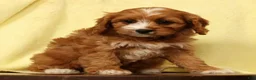 Cavapoo dogs for sale: Bella - Ad 9