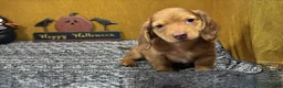 Miniature Dachshund dogs for sale: Miniature Dachshund 1 - Ad 3