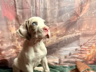 Great Dane dogs Blue Fawnquin Headed Pied (Heavy Euro) - Ad 27