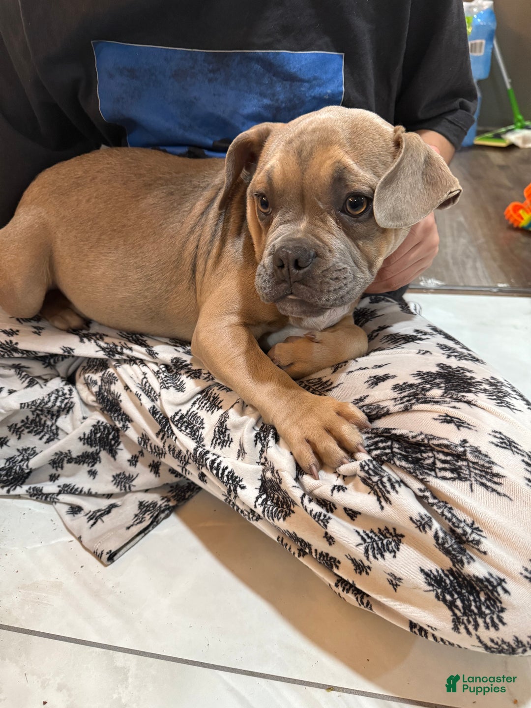 Mixed Breed dogs for sale: Branch - Ad 3