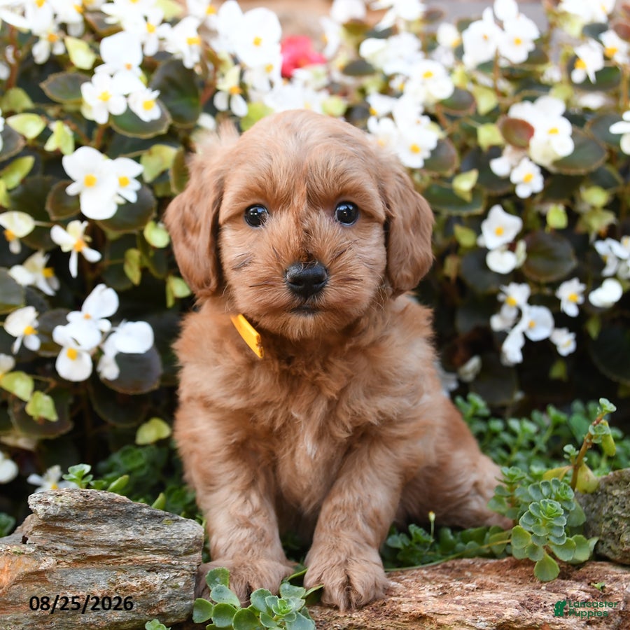 Mini Goldendoodle dogs Jereiah - Ad 2