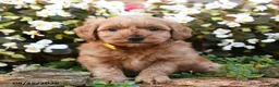 Mini Goldendoodle dogs for sale: Jereiah - Ad 2