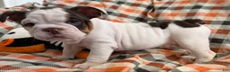 English Bulldog dogs for sale: Bella girl  - Ad 2