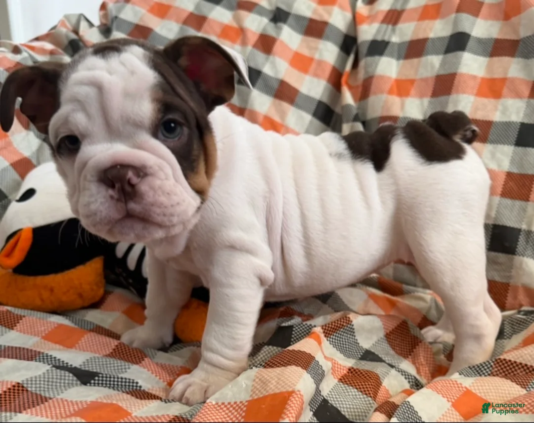 English Bulldog dogs for sale: Bella girl  - Ad 2